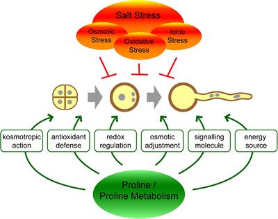 Proline Accumulation in Pollen Grains as Potential Target for Improved Yield Stability Under Salt Stress